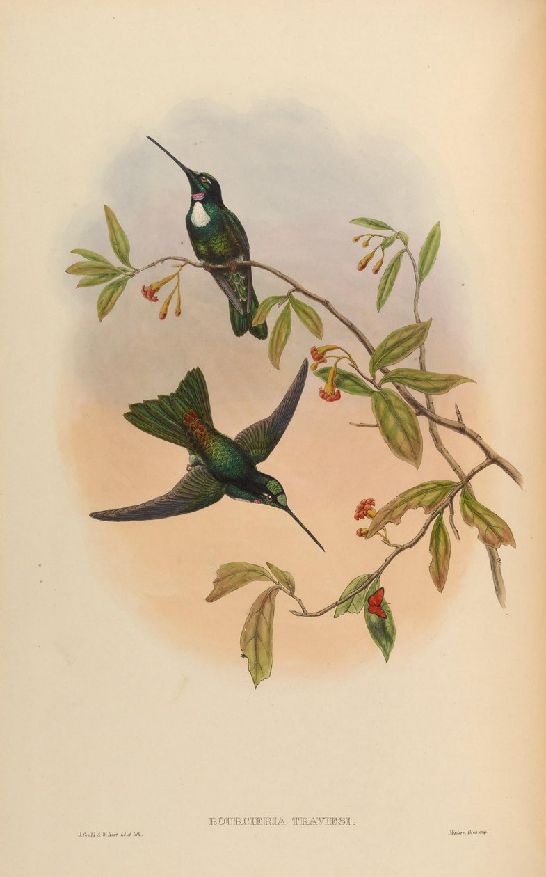 Bourcrieria insectivora = Coeligena torquata torquata alkotó: John Gould