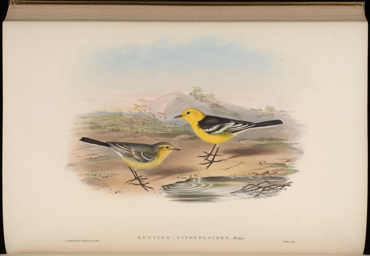 Budytes citreoloides = Motacilla citreolus citreoloides alkotó: John Gould