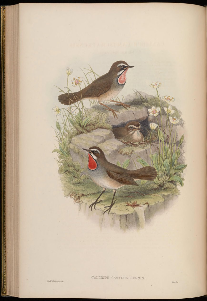 Calliope camtschatkensis = Luscinia calliope camtschatkensis [] alkotó: John Gould