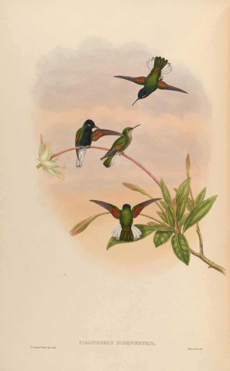 Callipharus nigriventris = Eupherusa nigriventris alkotó: John Gould