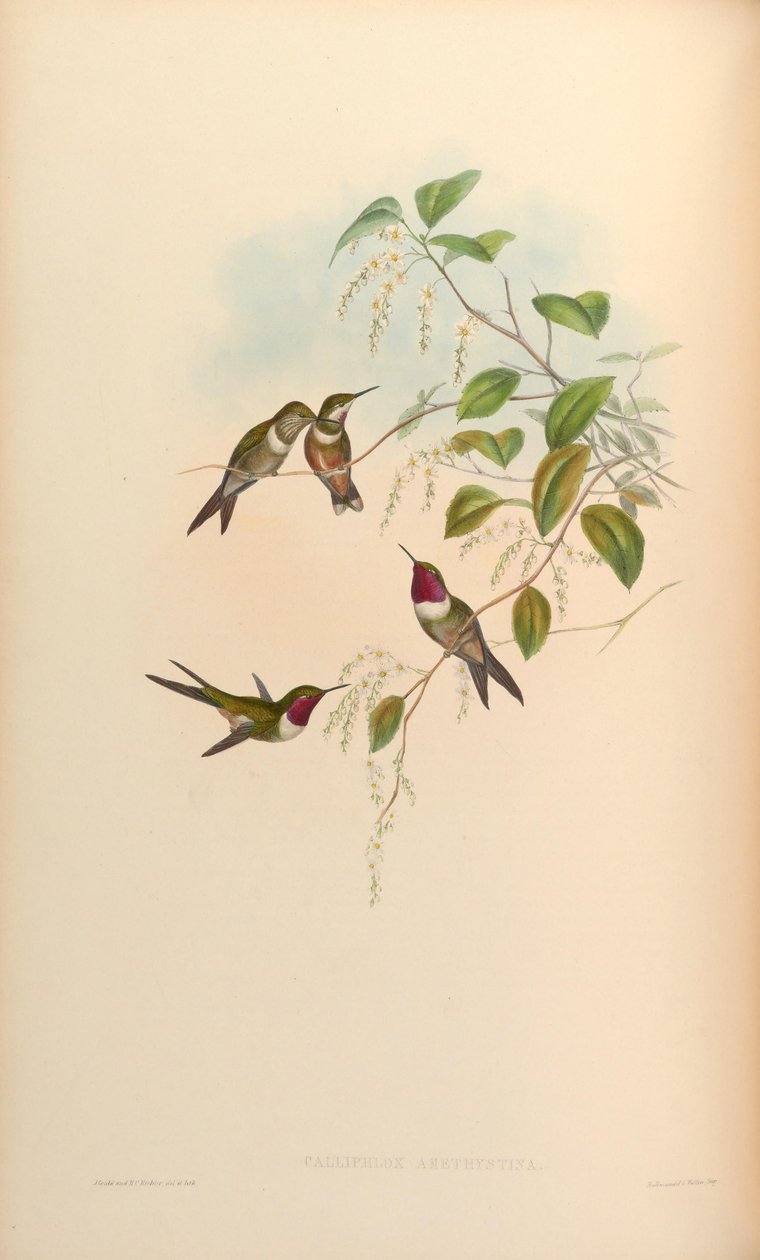 Calliphlox amethystina alkotó: John Gould