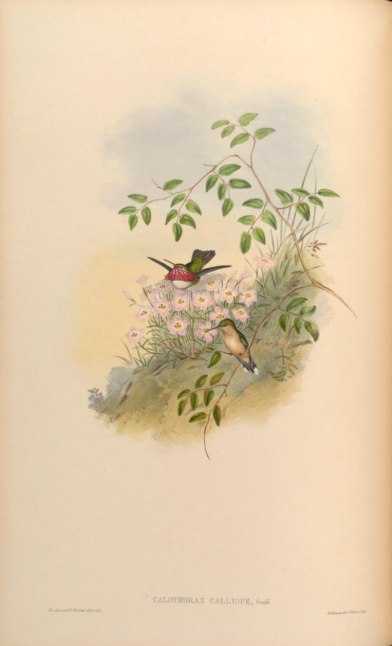 Calothorax calliope = Stellula calliope alkotó: John Gould