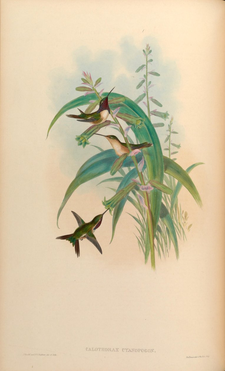 Calothorax cyanopogon = Calothorax lucifer cianopogon alkotó: John Gould