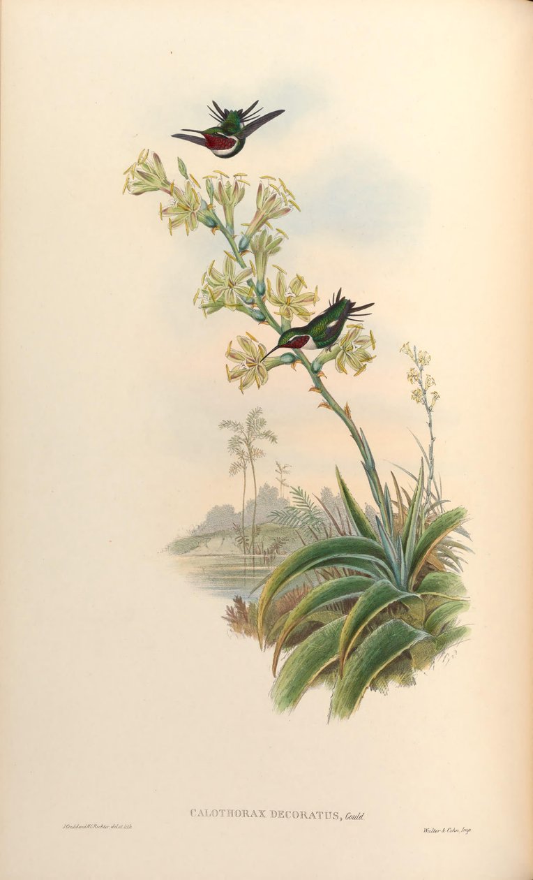 Calothorax díszített = Chaetocercus mulsant x Ch. heliodor alkotó: John Gould