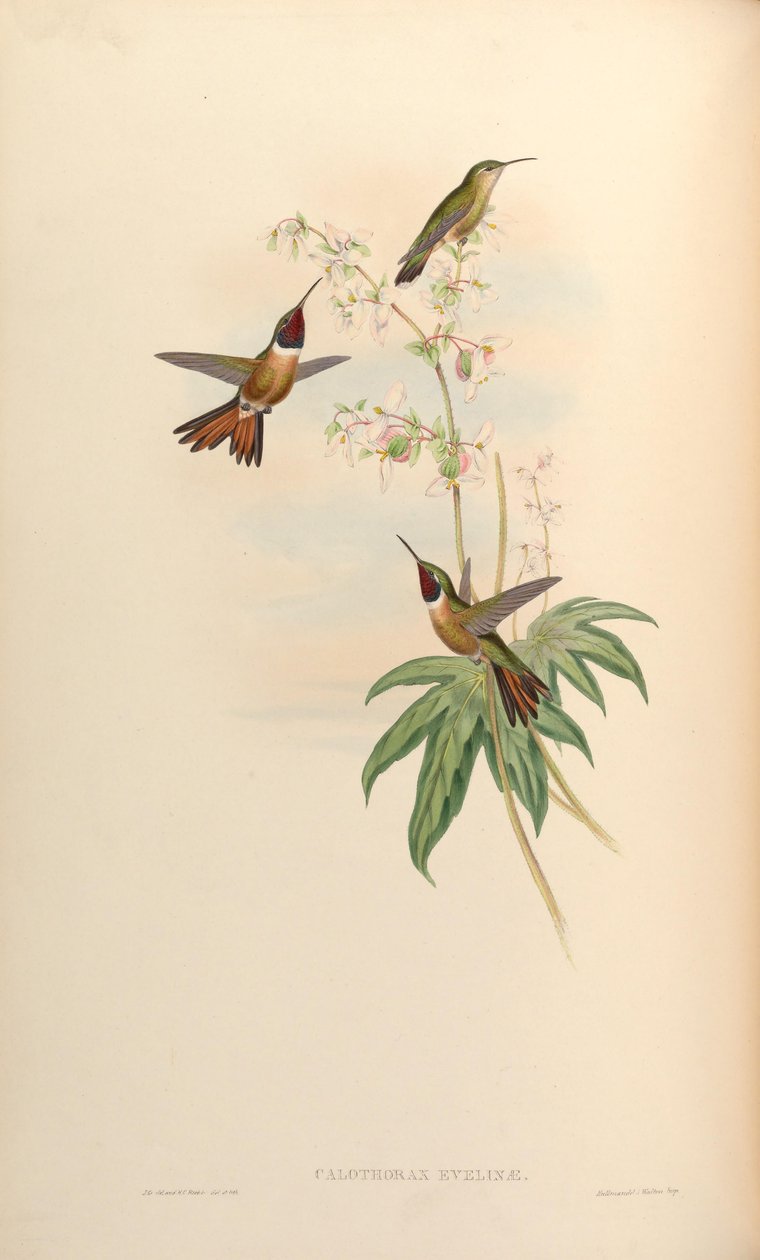 Calothorax evelinae = Calliphlox evelynae alkotó: John Gould