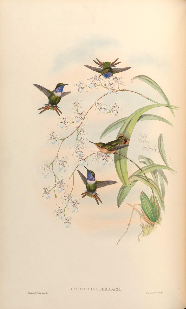 Calothorax jourdani = Chaetocercus jourdanii alkotó: John Gould