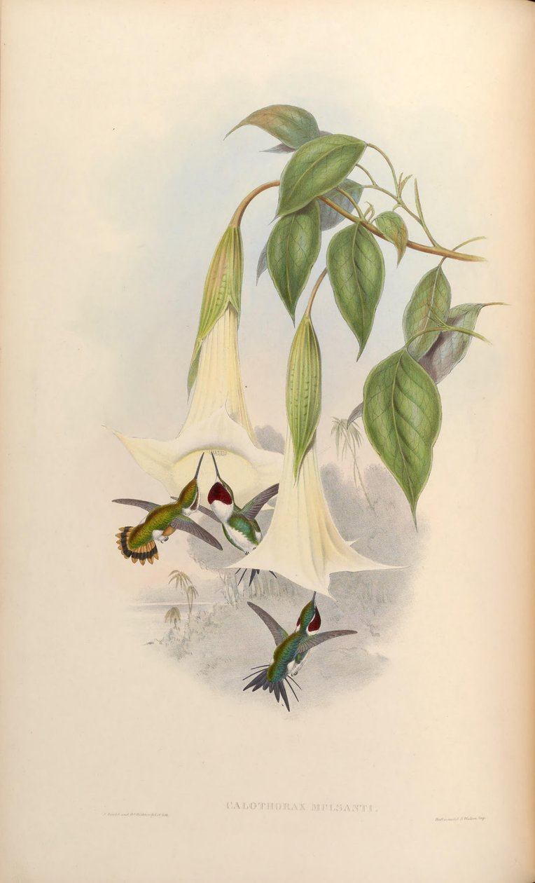 Calothorax mulsanti = Chaetocercus mulsant alkotó: John Gould