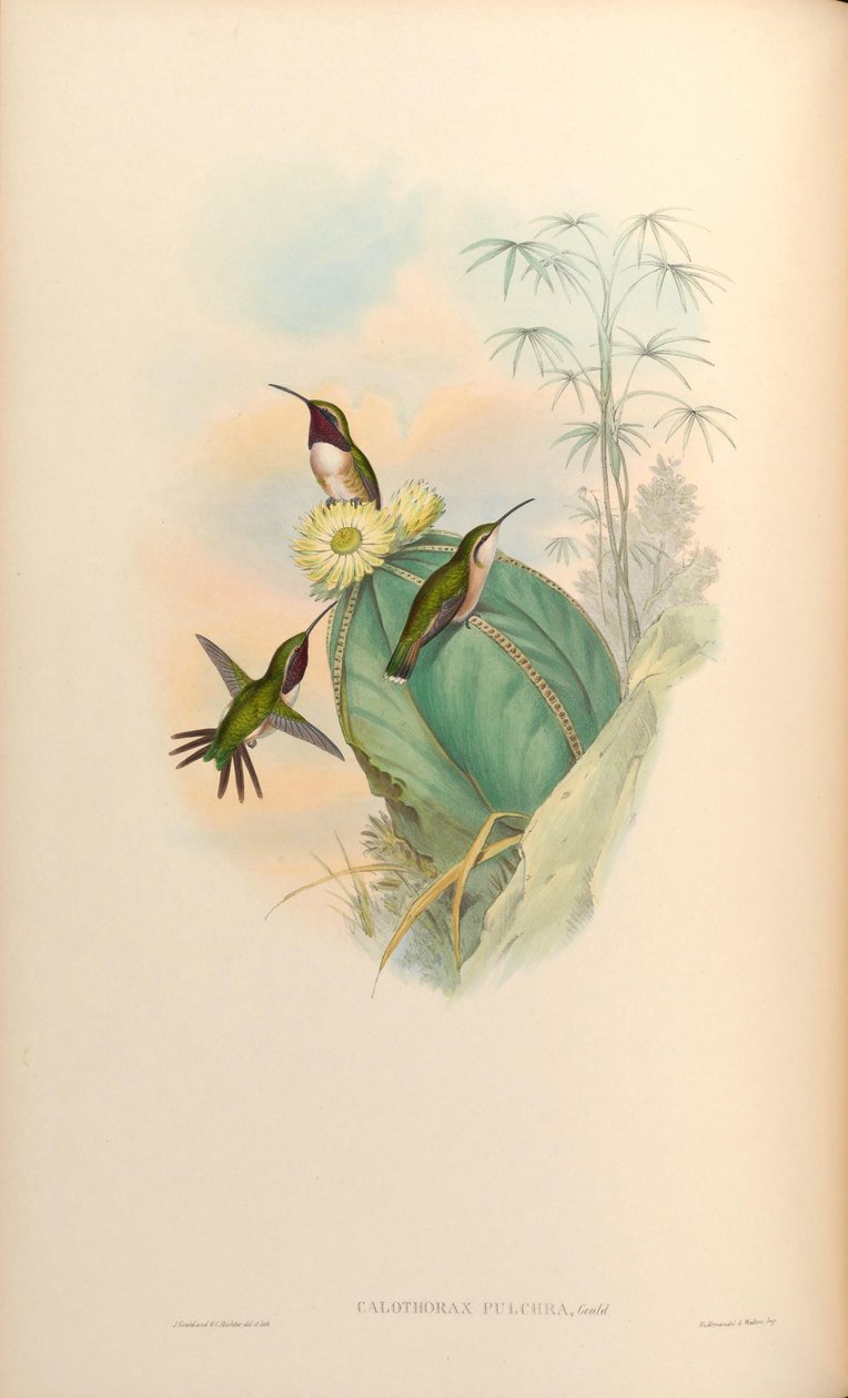 Calothorax alkotó: John Gould