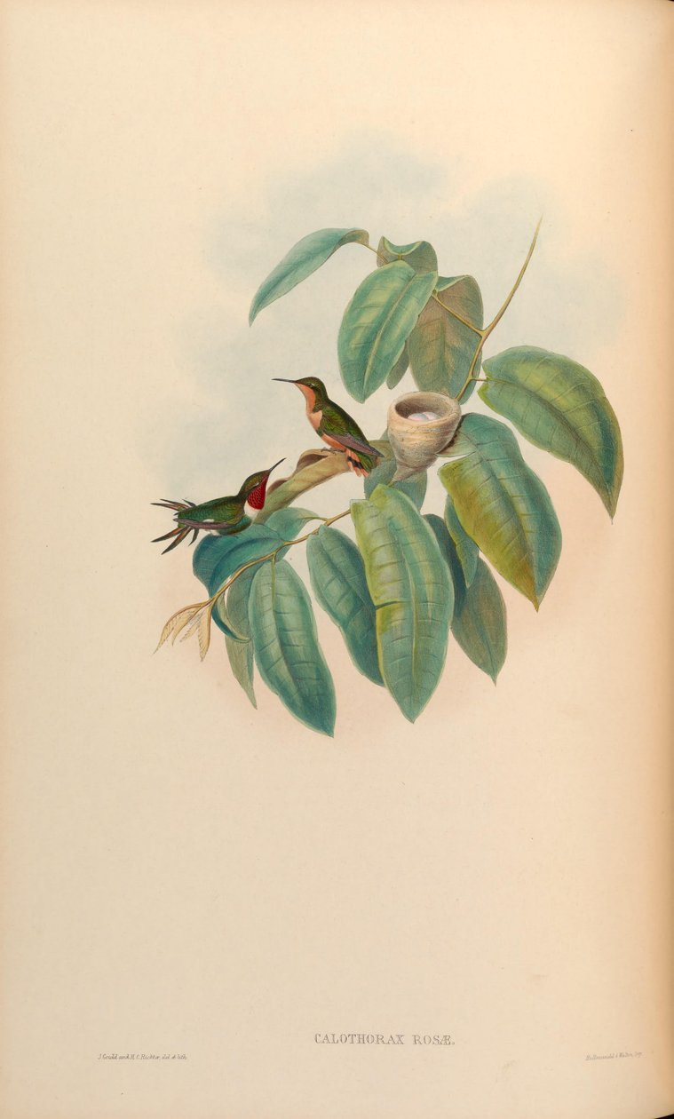 Calothorax rózsa = Chaetocercus jourdanii rózsa alkotó: John Gould