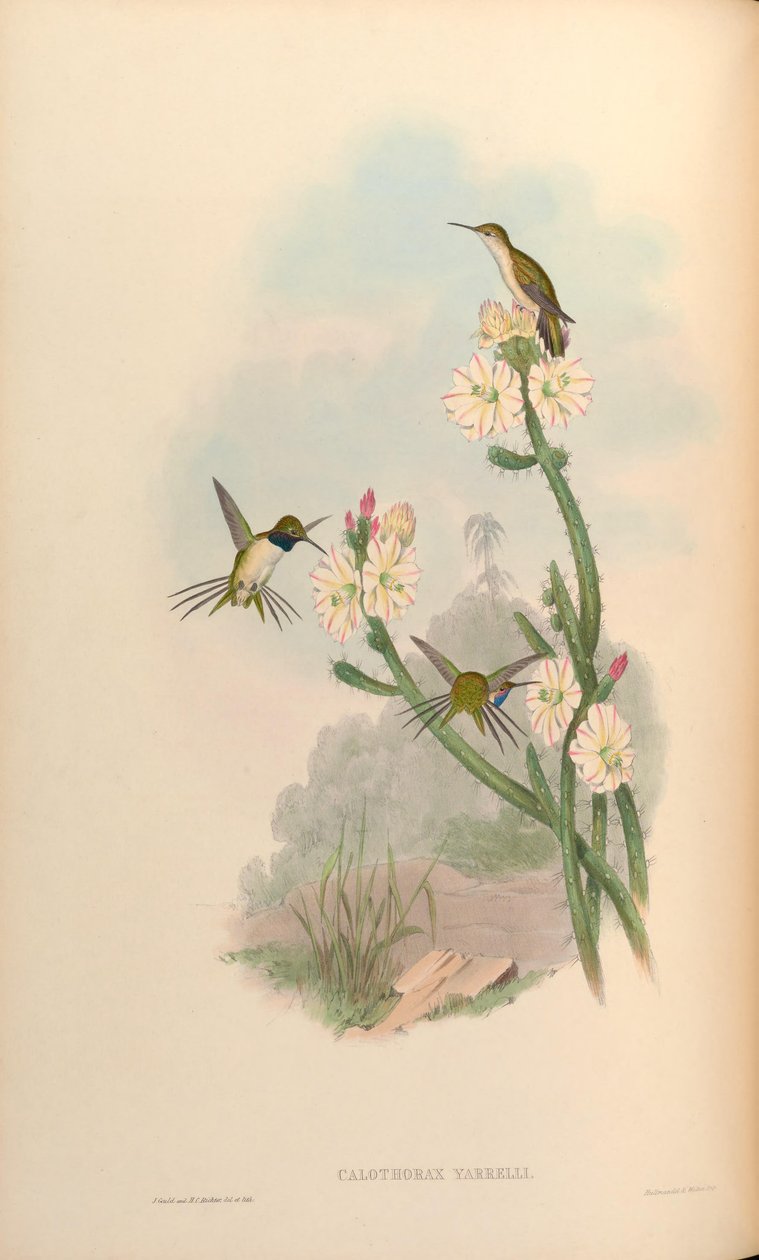 Calothorax yarrelli = Eulidia yarrellii alkotó: John Gould