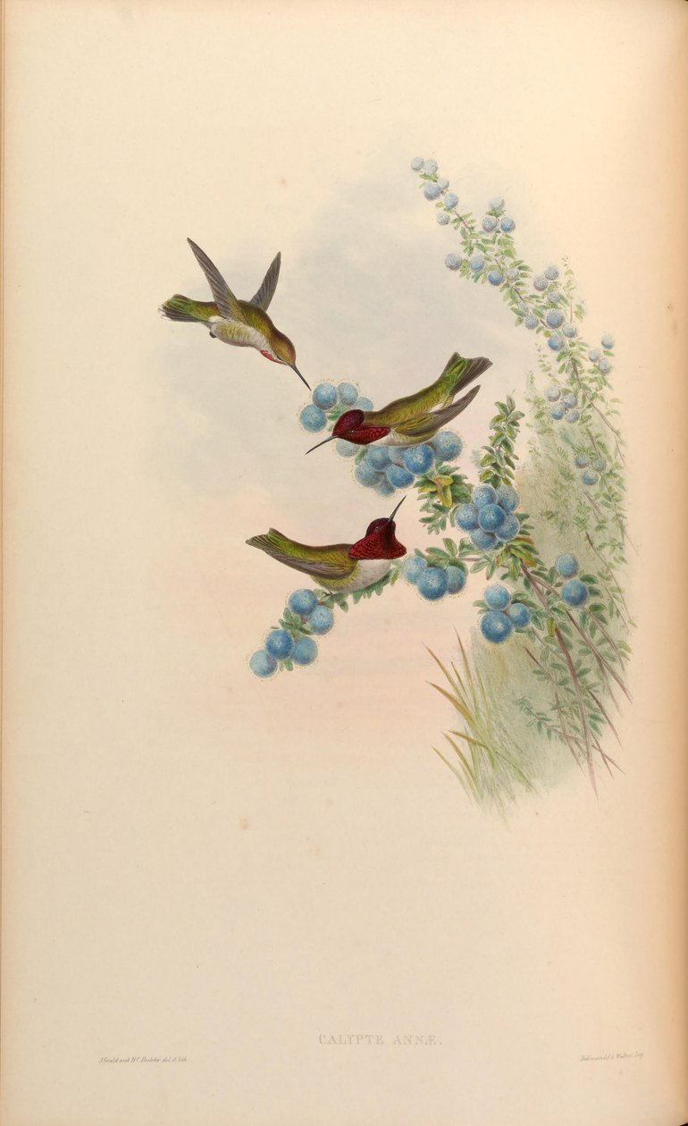 Calypte Anna alkotó: John Gould