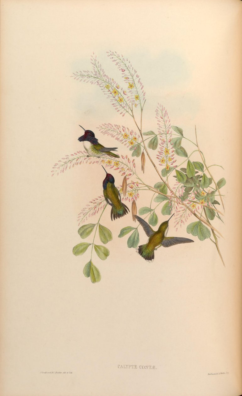 Calypte costae alkotó: John Gould