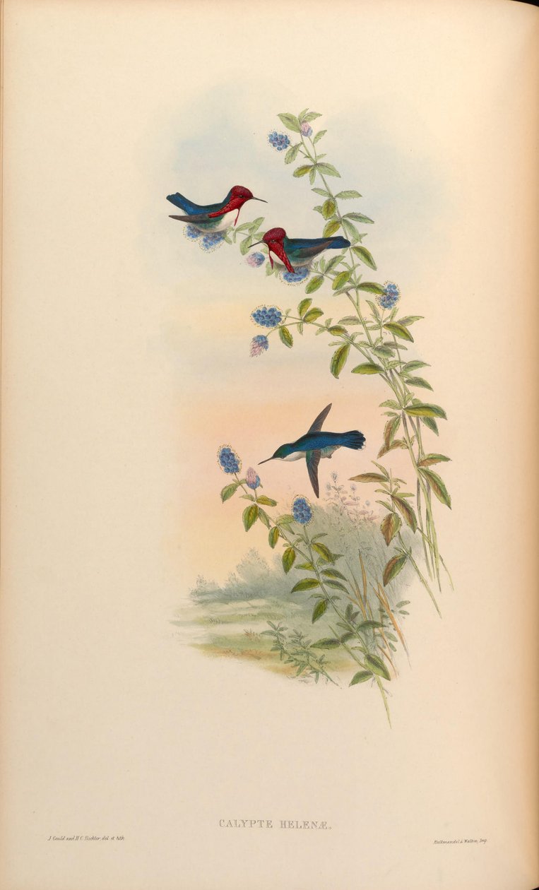 Calyptus helenae = Mellisuga helenae alkotó: John Gould