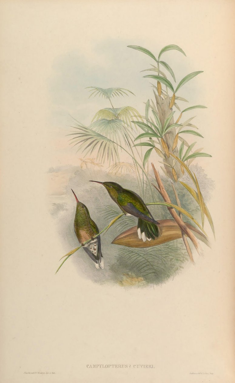 Campylopterus cuvierii = Phaeochroa cuvierii maculicauda alkotó: John Gould