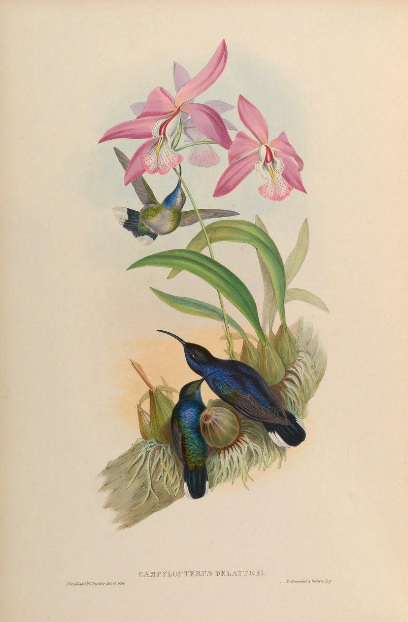 Campylopterus delattrei = Campylopterus hemileucurus hemileucurus alkotó: John Gould