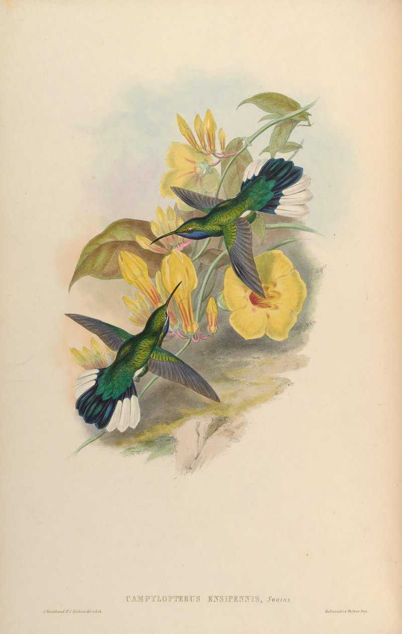Campylopterus ensipennis alkotó: John Gould