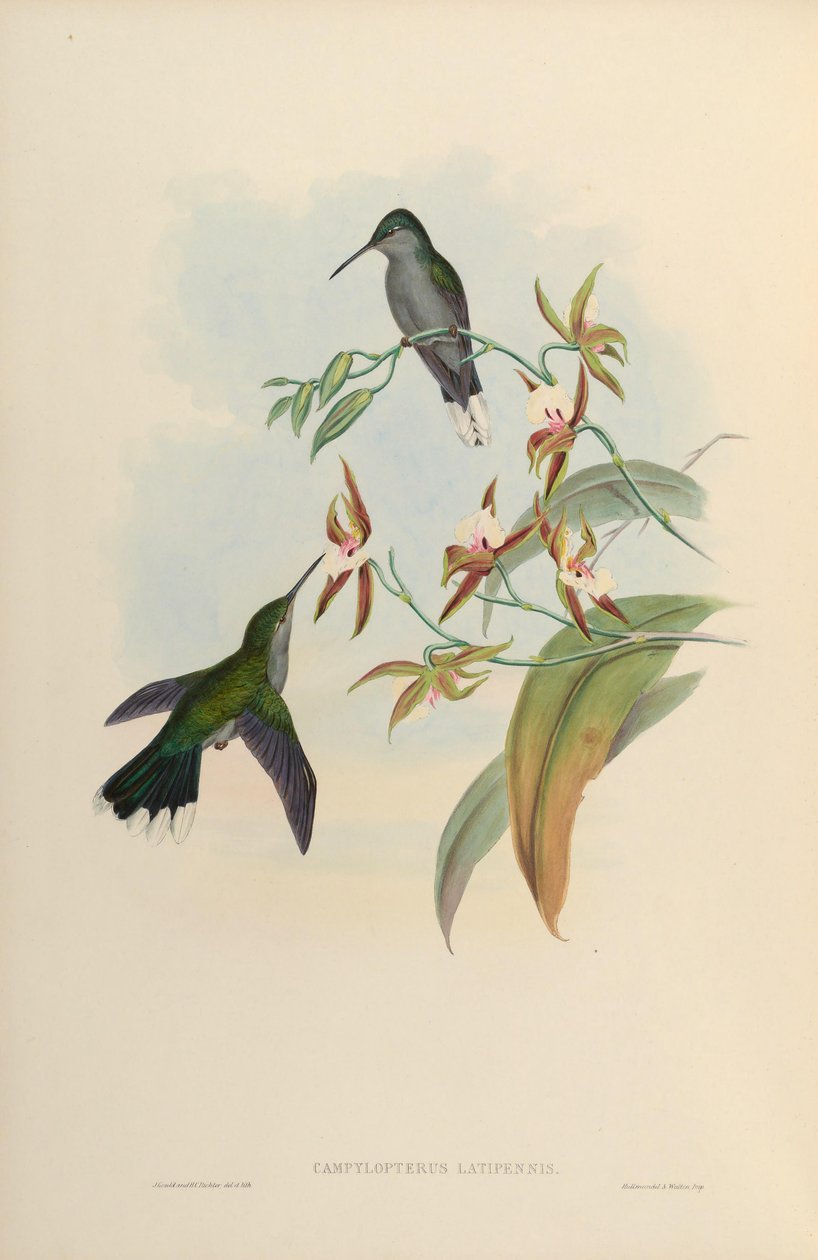 Campylopterus latipennis = Campylopterus largipennis alkotó: John Gould