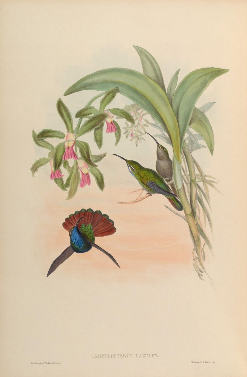 Campylopterus lazulus = Campylopterus falcatus alkotó: John Gould