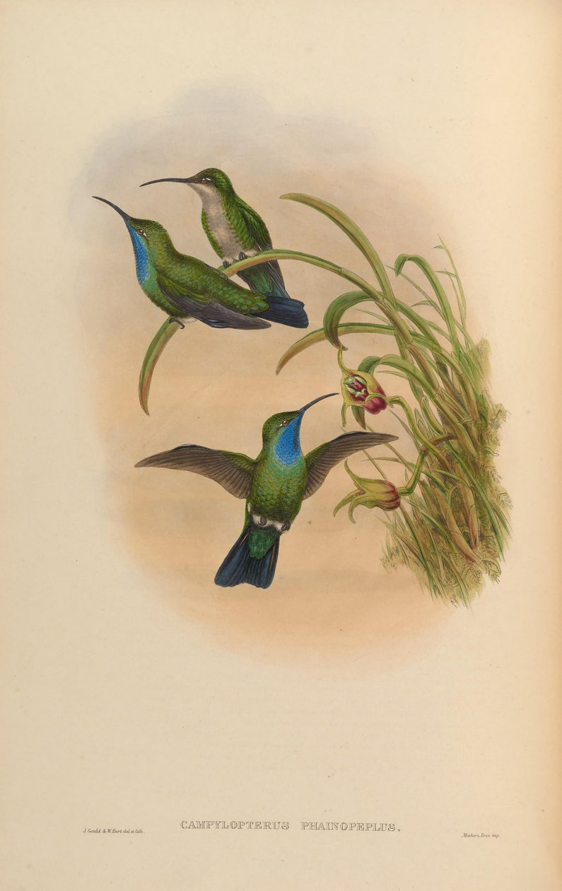 Campylopterus phainopeplus alkotó: John Gould