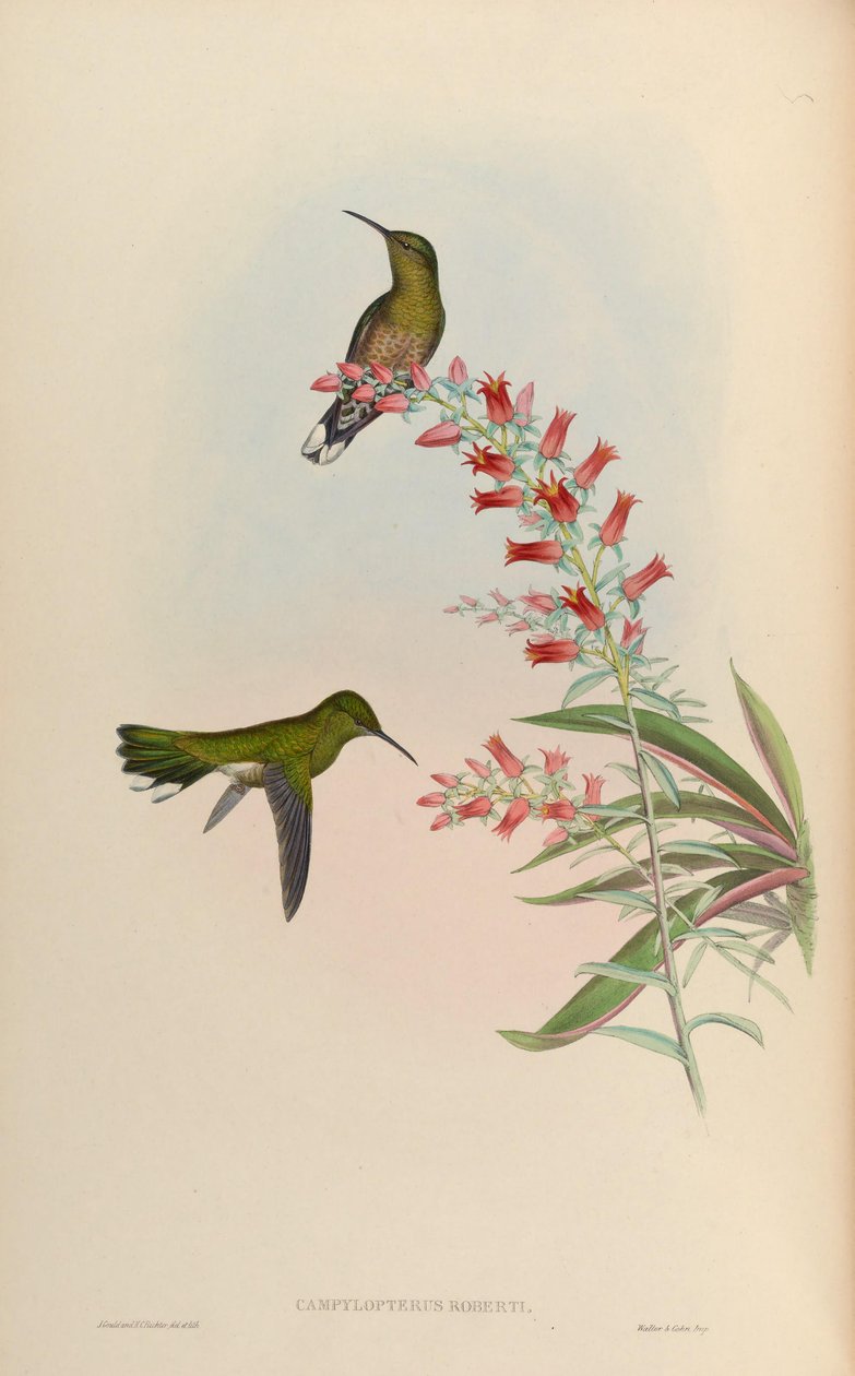 Campylopterus roberti = Phaeochroa cuvierii roberti alkotó: John Gould