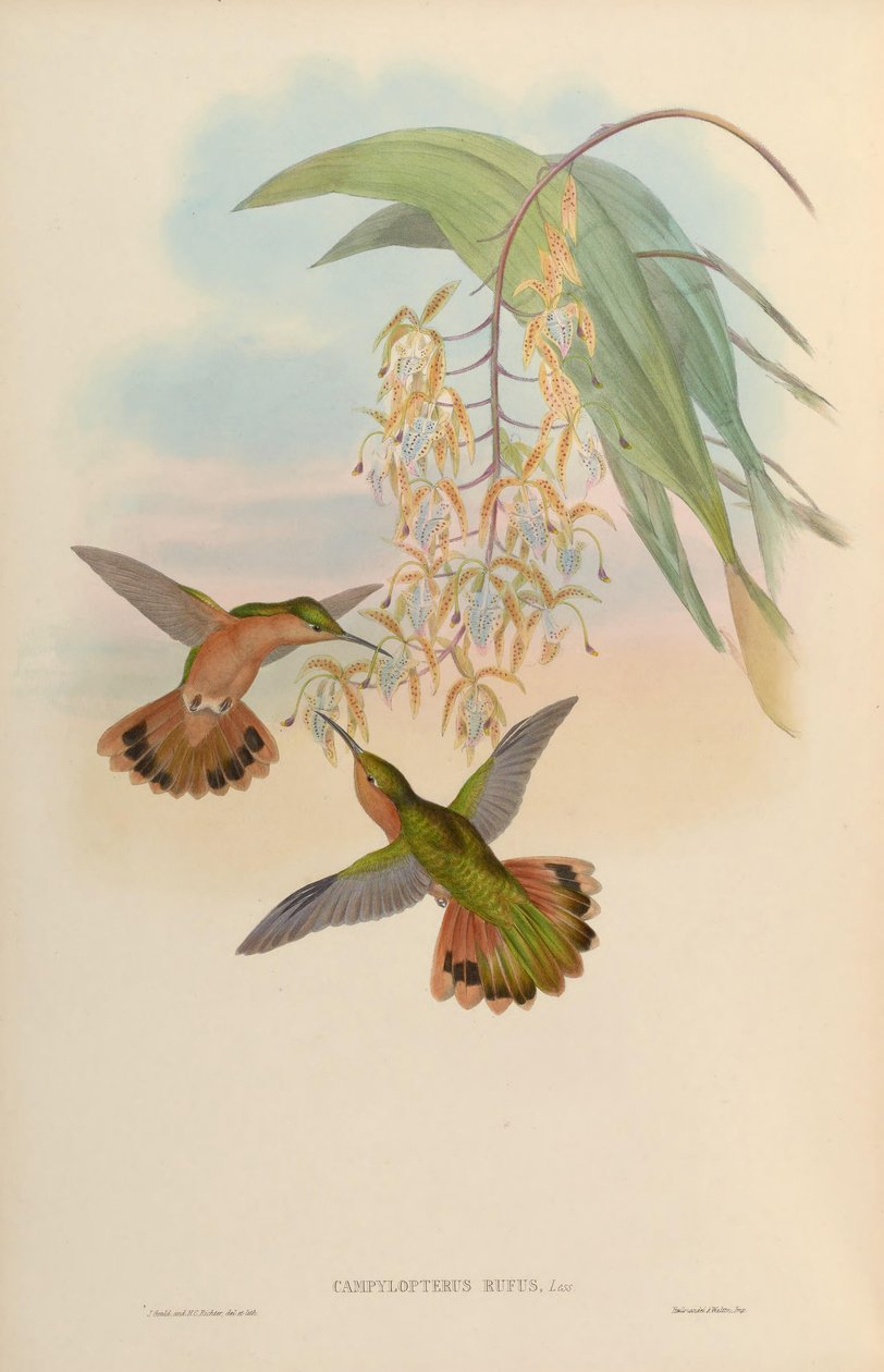 Campylopterus rufus alkotó: John Gould