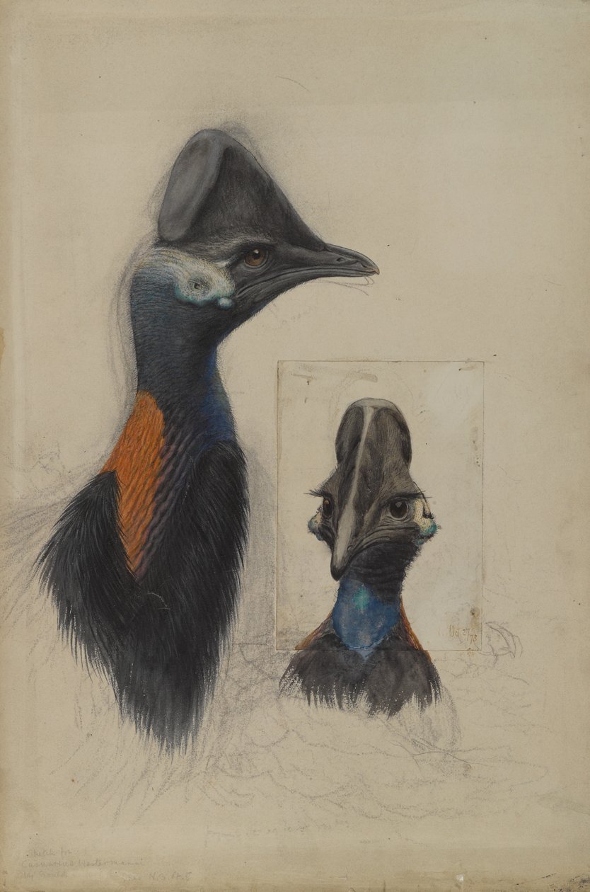 Casuarius Westerman, 1873 alkotó: John Gould