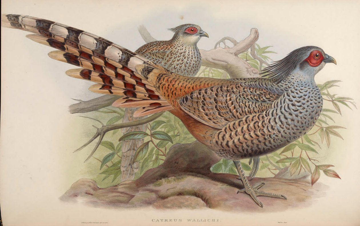 Catreus wallichii alkotó: John Gould