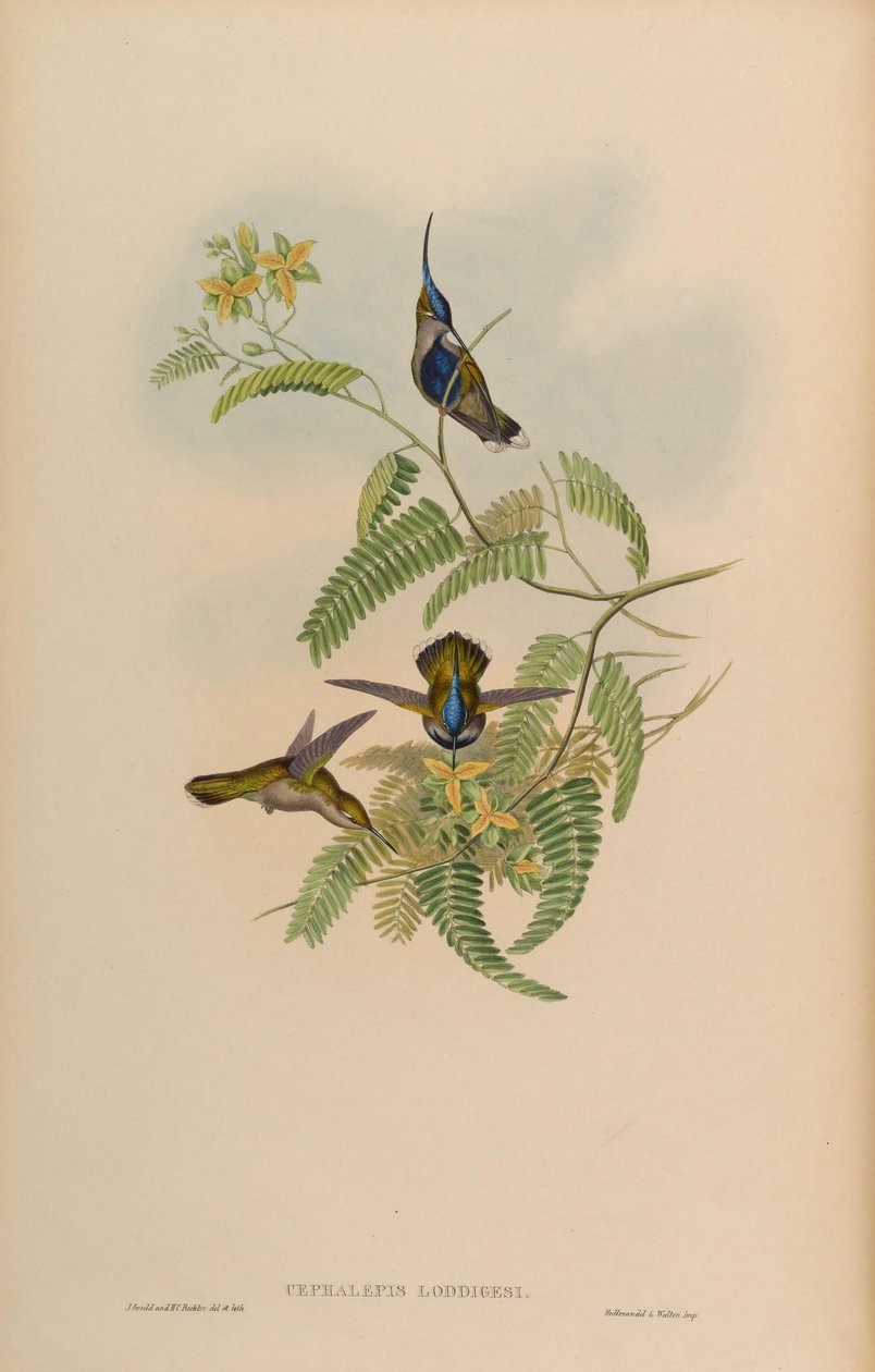 Cephalepis loddigesi = Stephanoxis lalandi loddigesii alkotó: John Gould