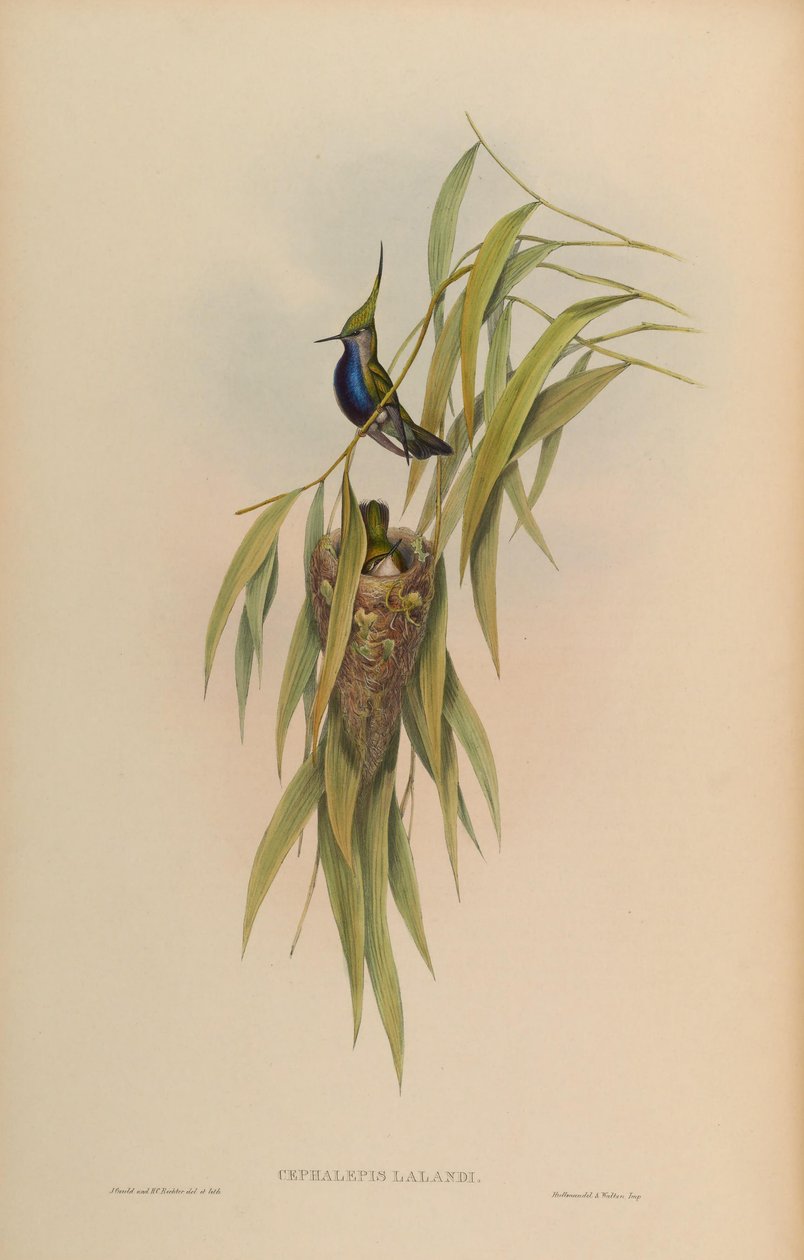 Cephallepis delalandii = Stephanoxis lalandi lalandi lalandi alkotó: John Gould