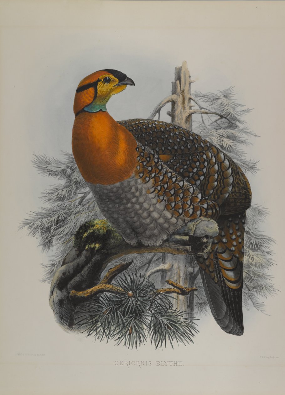 Ceriornis Blythii: Blyths Trazapan alkotó: John Gould