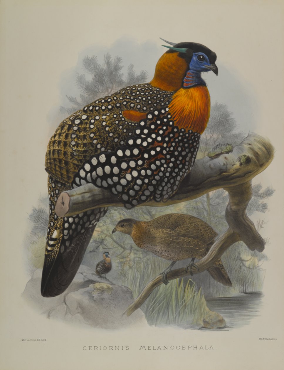 Ceriornis Melanocephala alkotó: John Gould