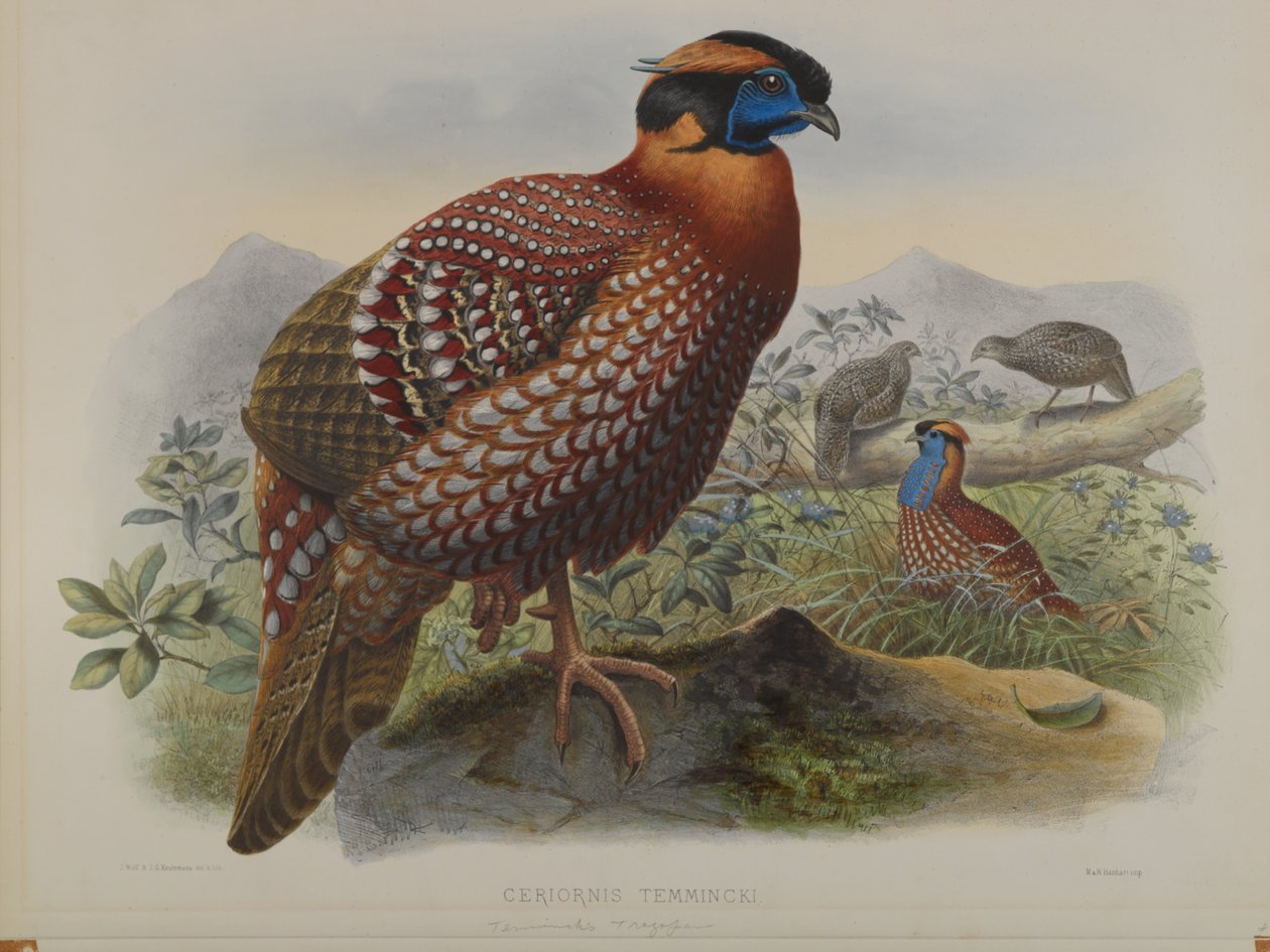 Ceriornis Temminkii: Temmincks Trazapan alkotó: John Gould