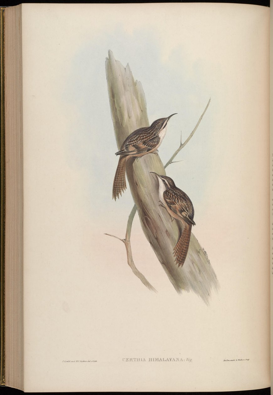 Certhia himalája alkotó: John Gould