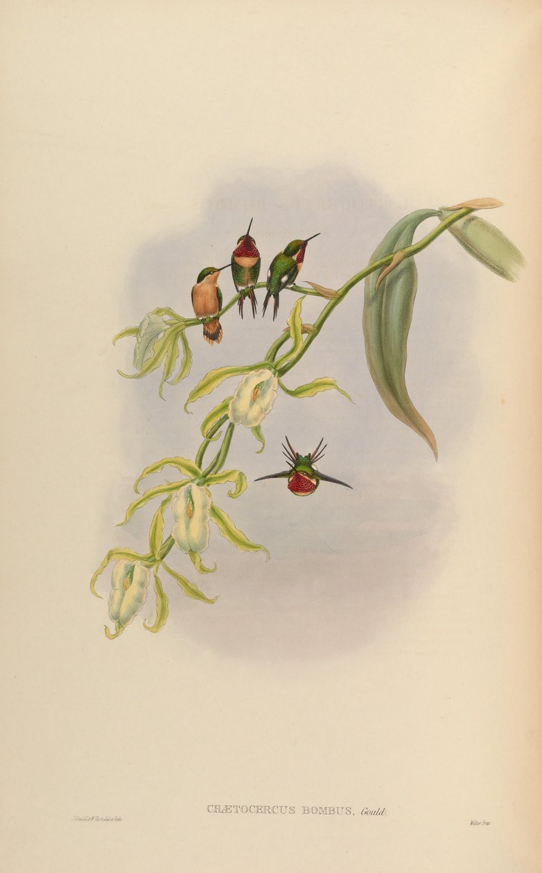 Chaetocercus bombus alkotó: John Gould