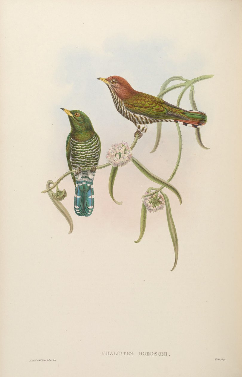 Chalcites hodgsoni = Chrysococcyx maculatus alkotó: John Gould