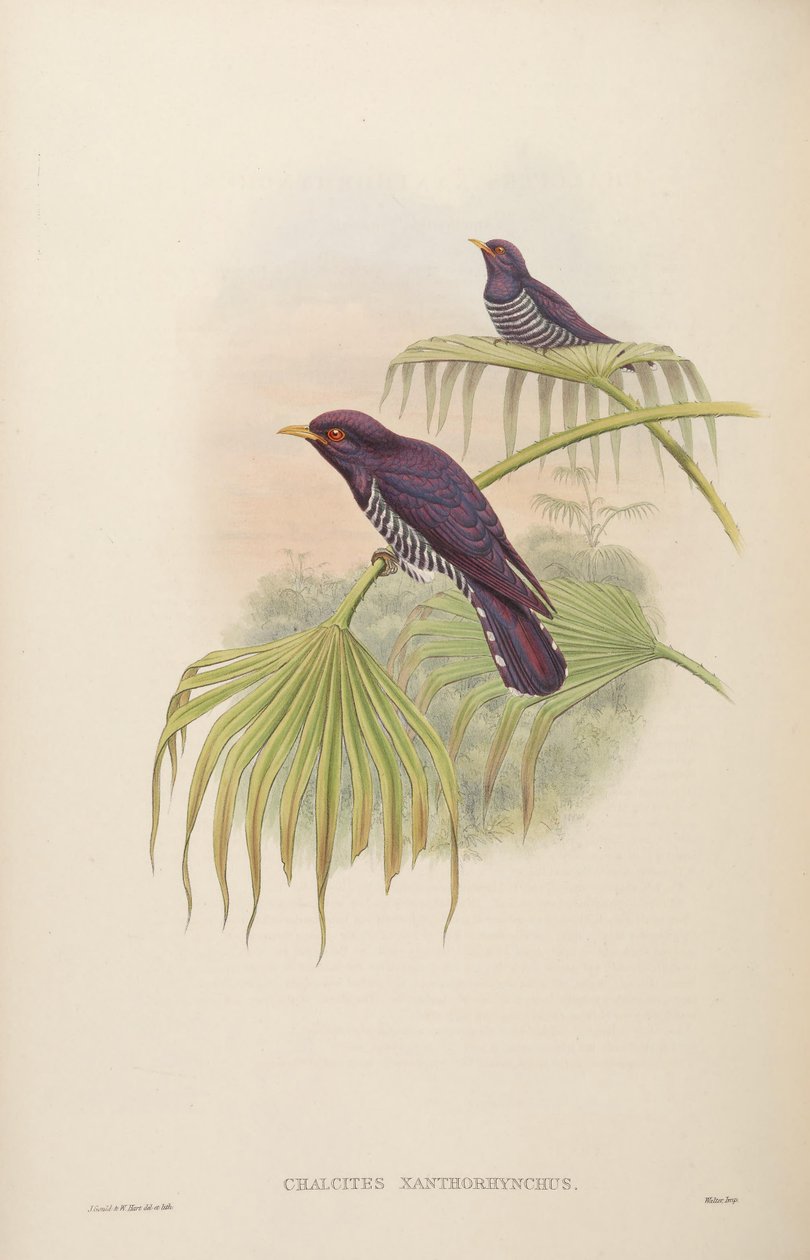 Chalkites xanthoryx = Chrysococcus xanthryx alkotó: John Gould