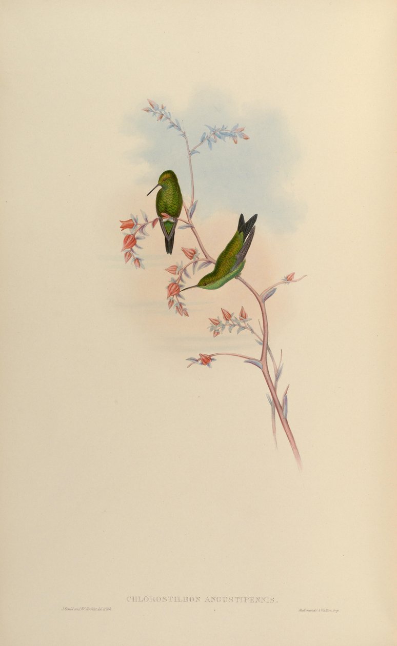 Chlorostilbon angustipennis = Chlorostilbon gibsoni alkotó: John Gould