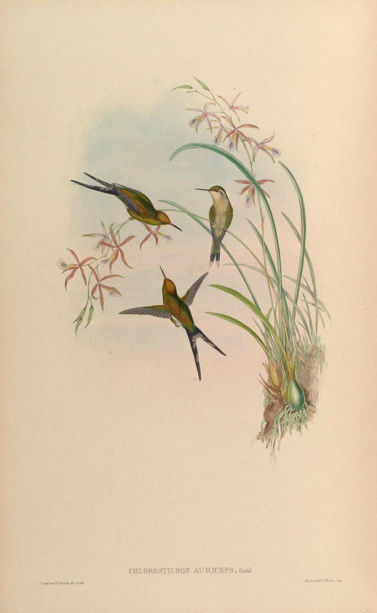 Chlorostilbon auriceps = Chlorostilbon auriceps alkotó: John Gould