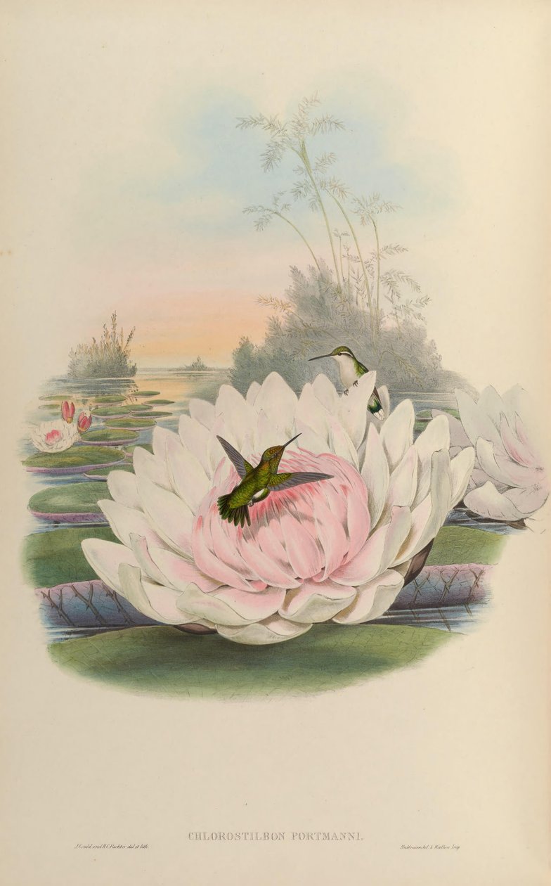 Chlorostilbon poortmani alkotó: John Gould