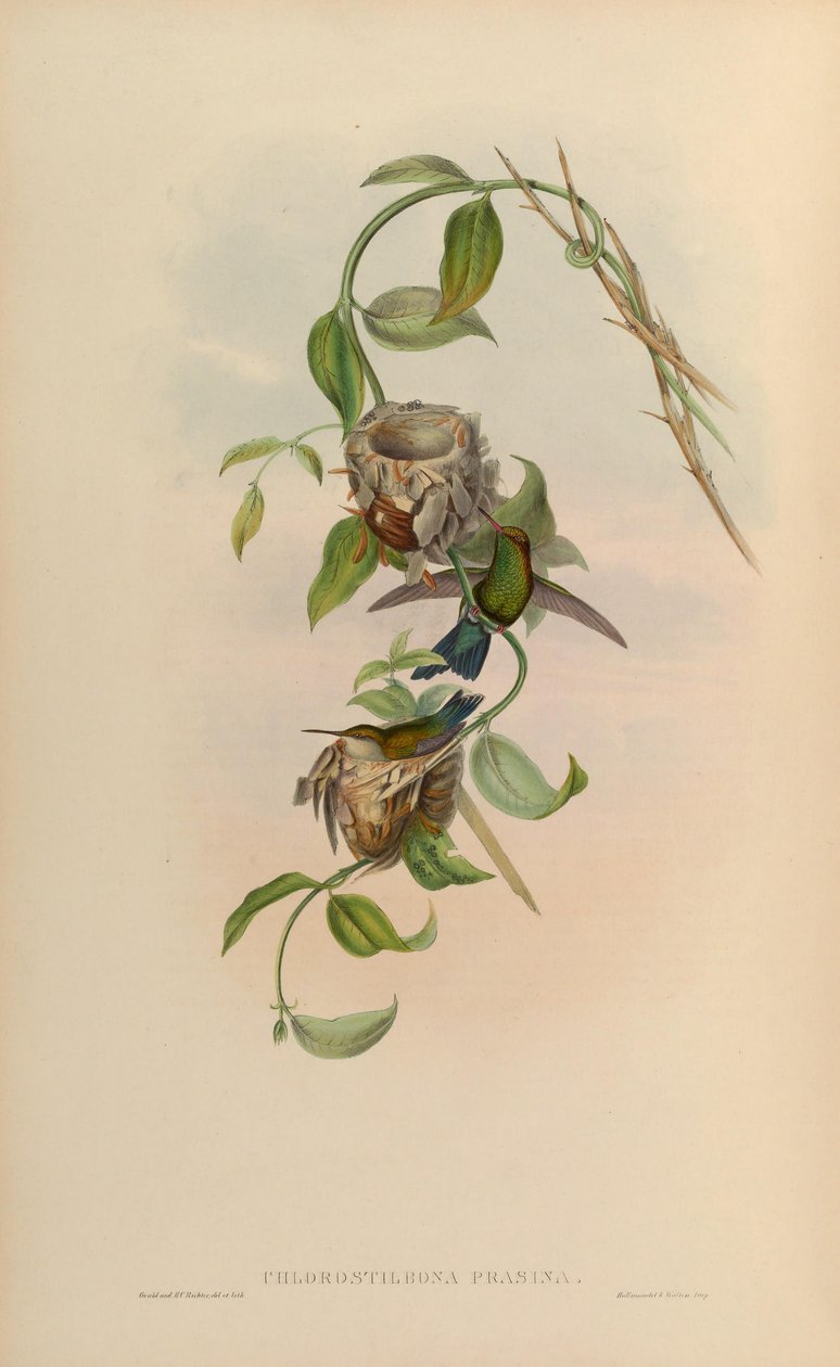 Chlorostilbone zöld = Chlorostilbone méh zöld alkotó: John Gould