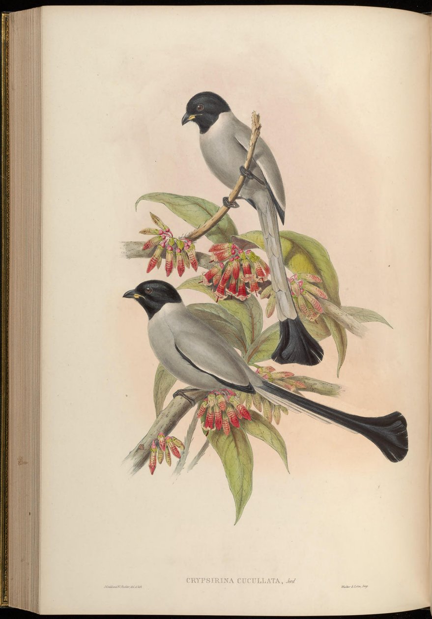 Chrypsirhina cucullata alkotó: John Gould