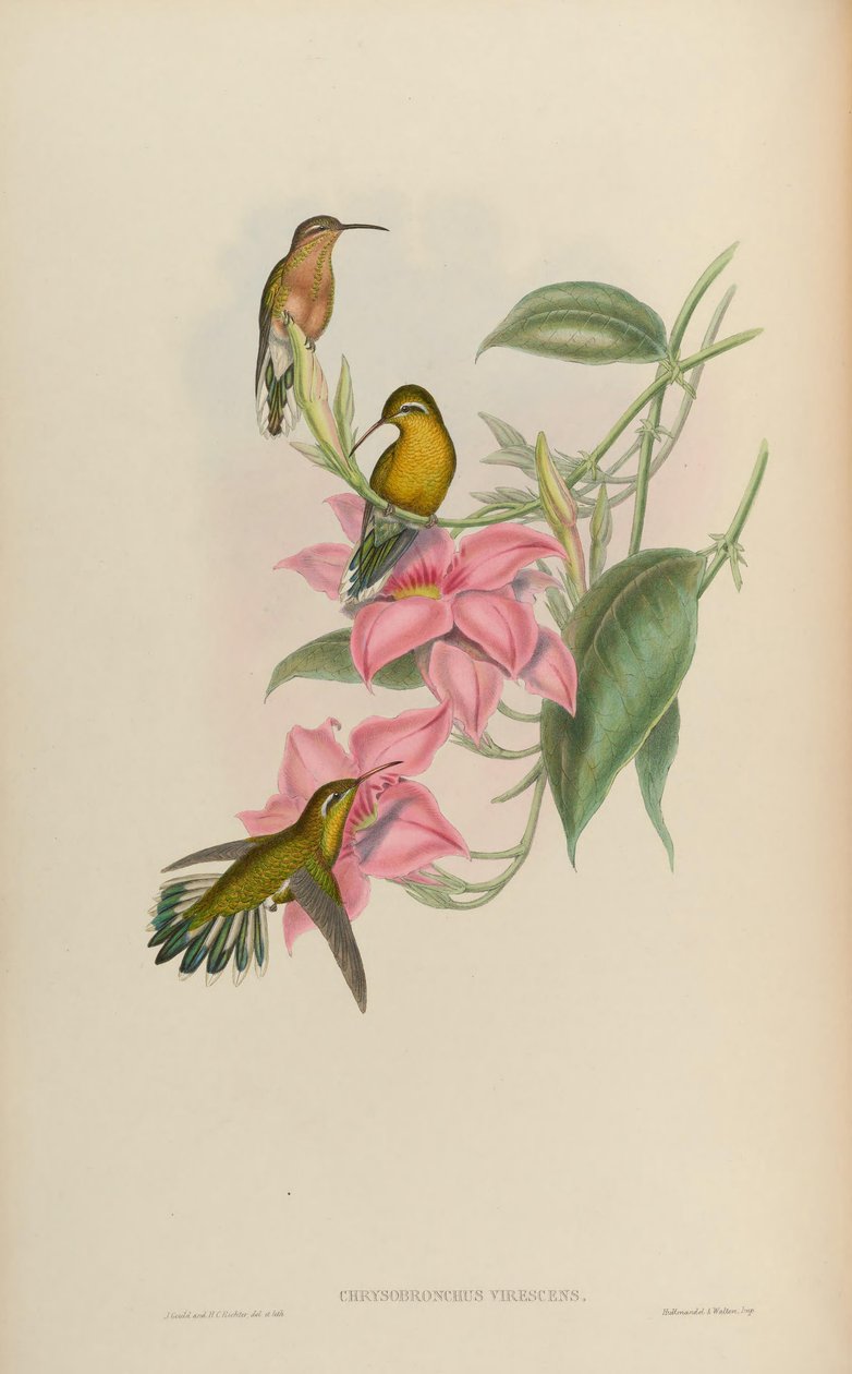 Chrysobronchus virescens = Amazilia viridicauda alkotó: John Gould