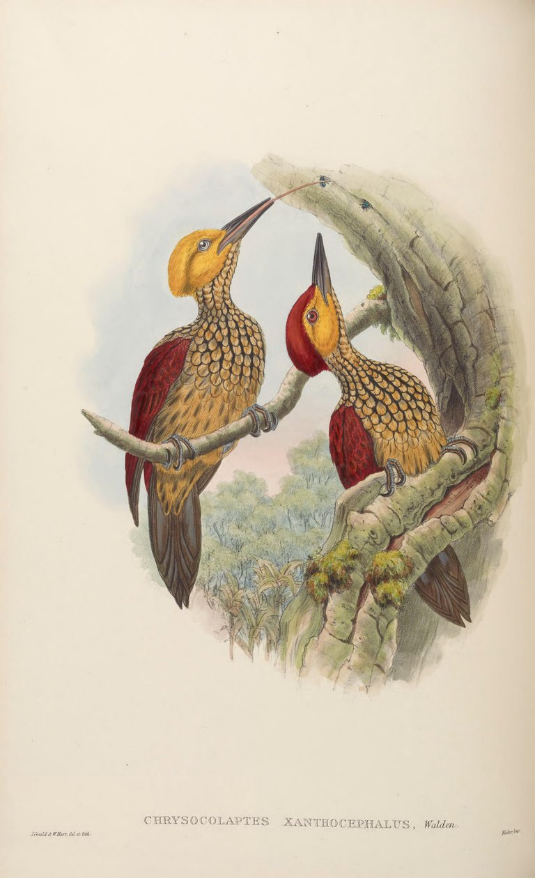 Chrysocolaptes xanthocephalus alkotó: John Gould
