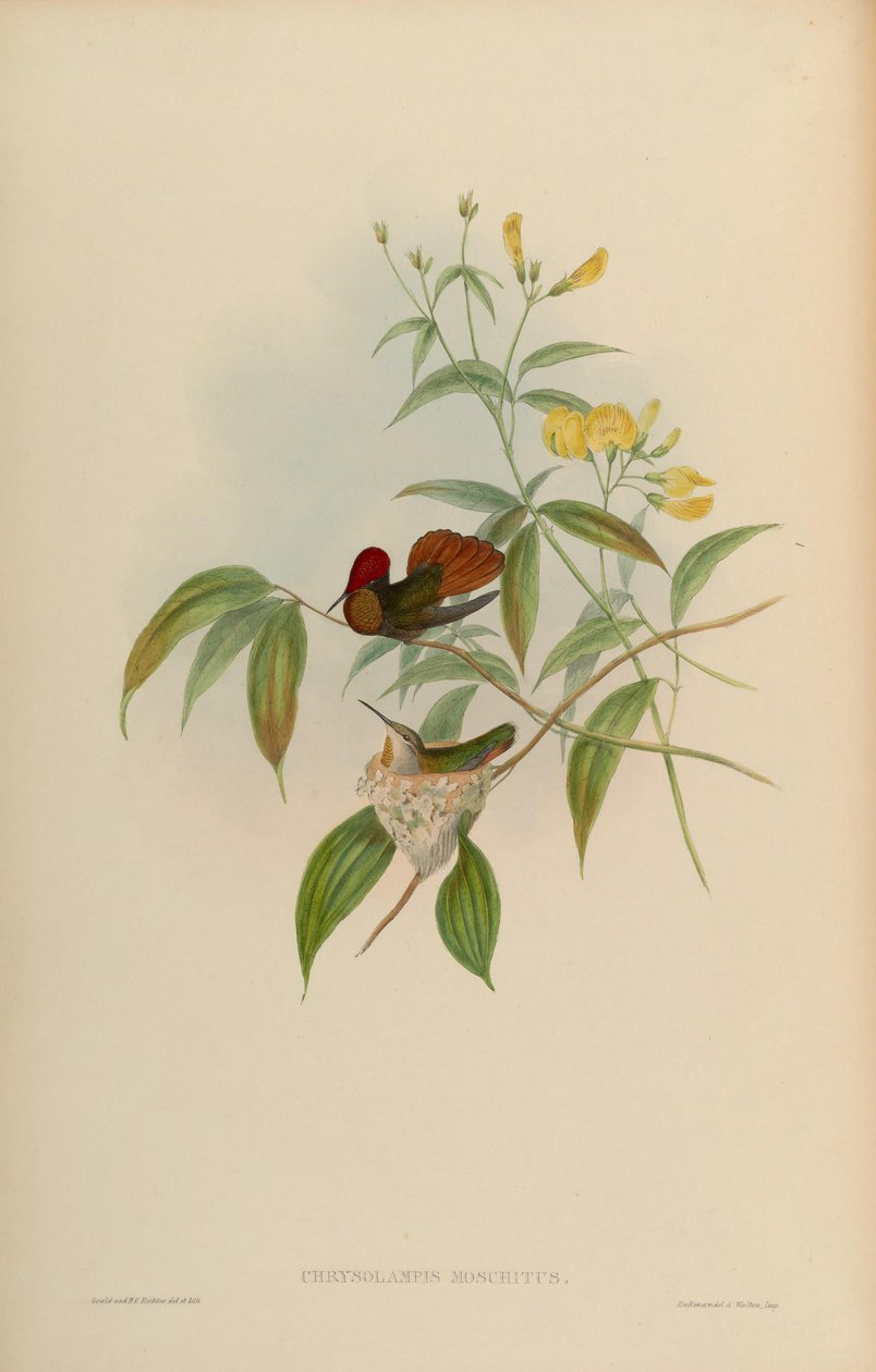Chrysolampis moschitus alkotó: John Gould