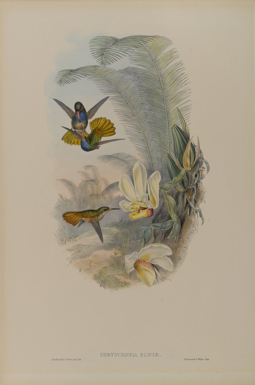 Chrysuronia Eliciae: Elicias Golden Tail (Aranyfarkú Eliciák) alkotó: John Gould