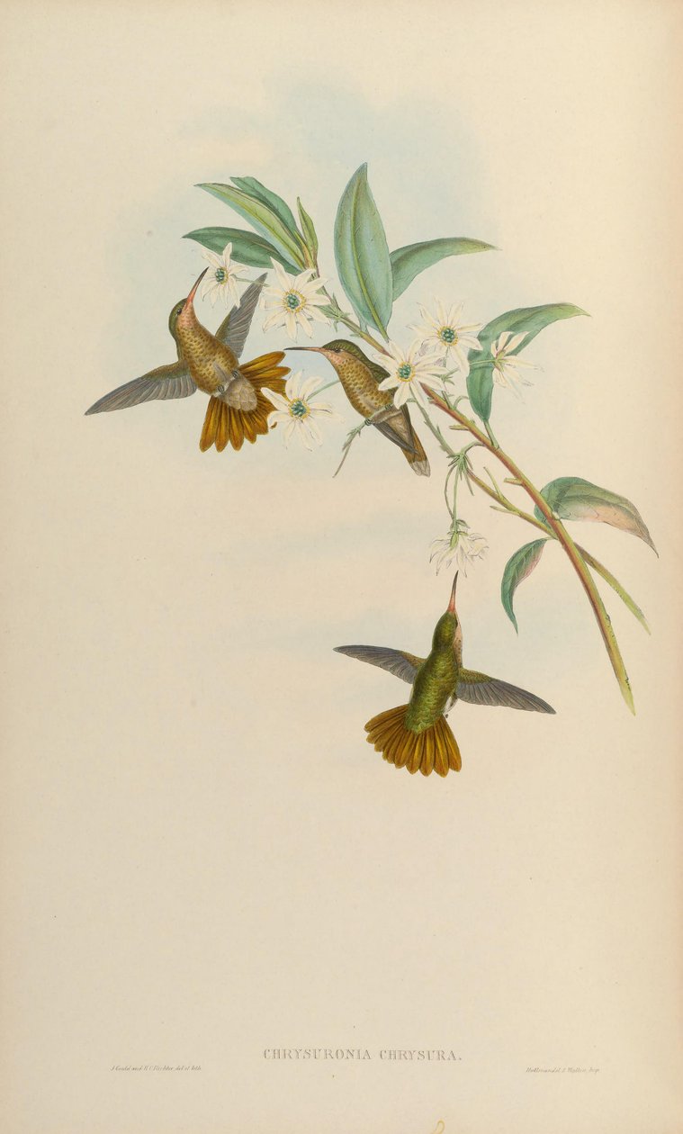 Chrysuronia chrysura = Hylocharis chrysura alkotó: John Gould