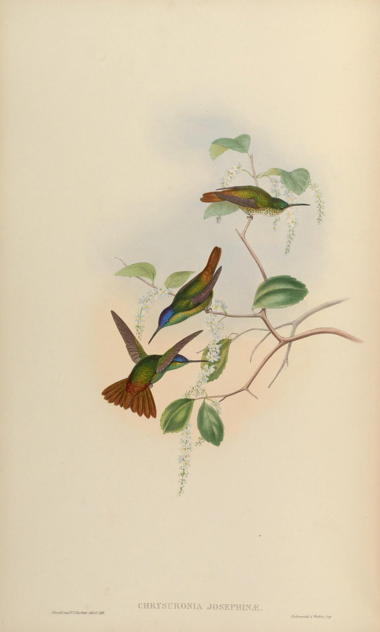 Chrysuronia josephinae = Chrysuronia oenone josephinae alkotó: John Gould
