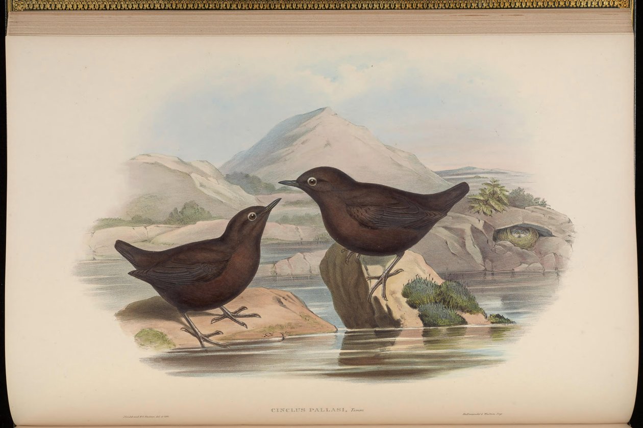 Cinclus pallasii alkotó: John Gould