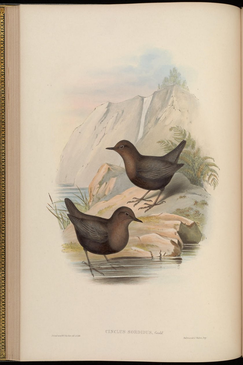 Cinclus sordidus = a Cinclus cinclus cashmeriensis sötét morphja ref alkotó: John Gould