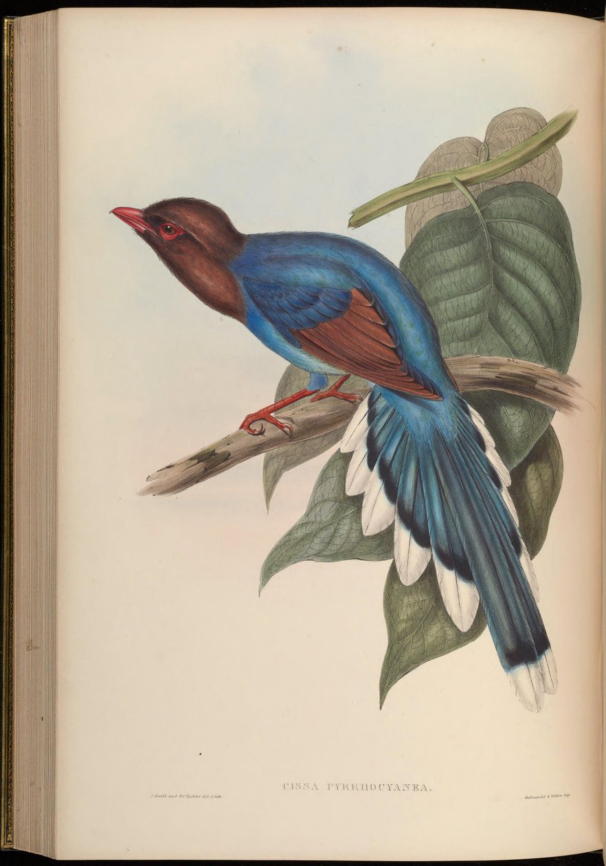 Cissa pyrrhocyanea = Urocissa ornata alkotó: John Gould